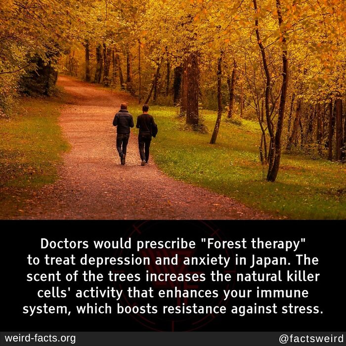 Two people walking on a forest path in autumn, illustrating fascinating and amusing fun facts about forest therapy benefits.