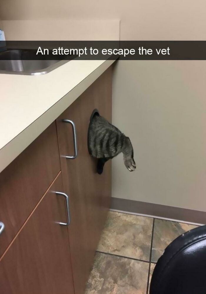 To Escape The Vet