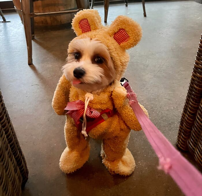 Your Cuddly Companion Will Be Un-Bear-Ably Cute In This Walking Teddy Bear Pet Costume . It's Like Bringing Your Favorite Childhood Toy To Life, But With More Tail Wags!