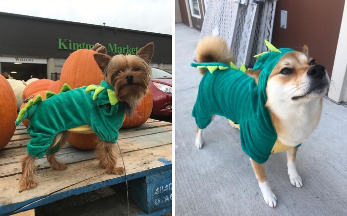Let Your Pup Become The Ultimate Prehistoric Predator In This Ferociously Fun Dinosaur Costume 