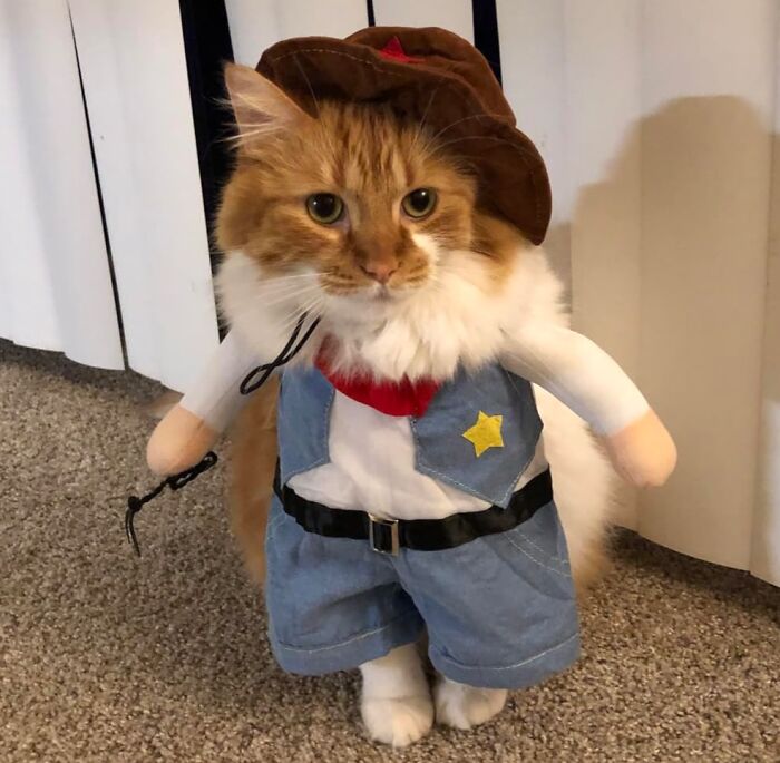 Yeehaw, Here Comes The Coolest Kitty On The Frontier! This Sassy Cat Cowboy Costume Is Sure To Have Your Feline Friend Lassooing All The Treats