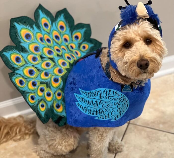 Strut Your Pet's Stuff In A Dazzling Peacock Costume - Because Every Dog Deserves Its Day To Be As Proud As A... Well, You Know!
