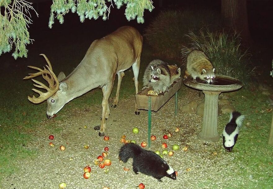 Funny cute image of wildlife: a deer, raccoons, and skunks gather around fallen apples in a nighttime garden setting.