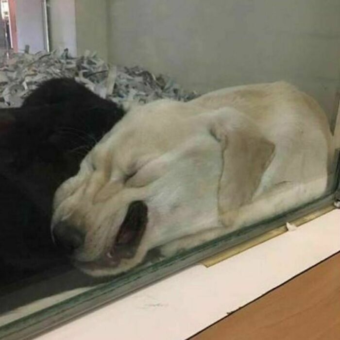 Sleeping dog resting its head against glass, a random photo showing unique moments to begin processing.
