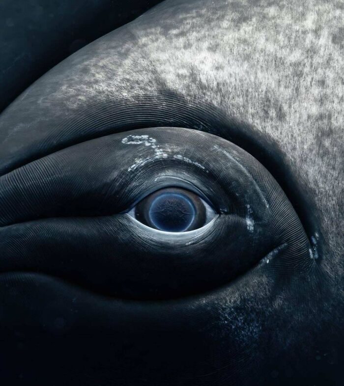 Detalle del ojo de una ballena que demuestra cómo la naturaleza sorprende con su impresionante belleza.