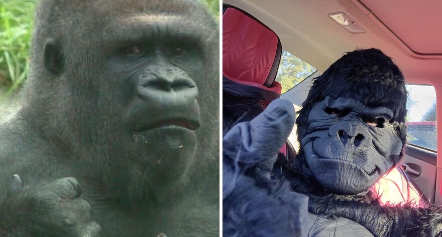 Side-by-side comparison of a gorilla photo and a person wearing a gorilla mask for a low-effort Halloween costume.