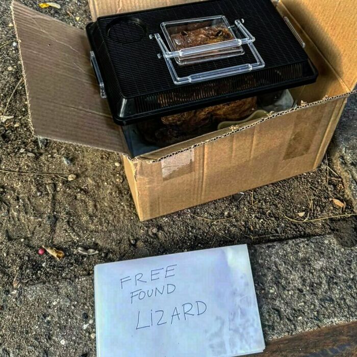 Cardboard box with a plastic container labeled "Free found lizard" on the NYC curb.