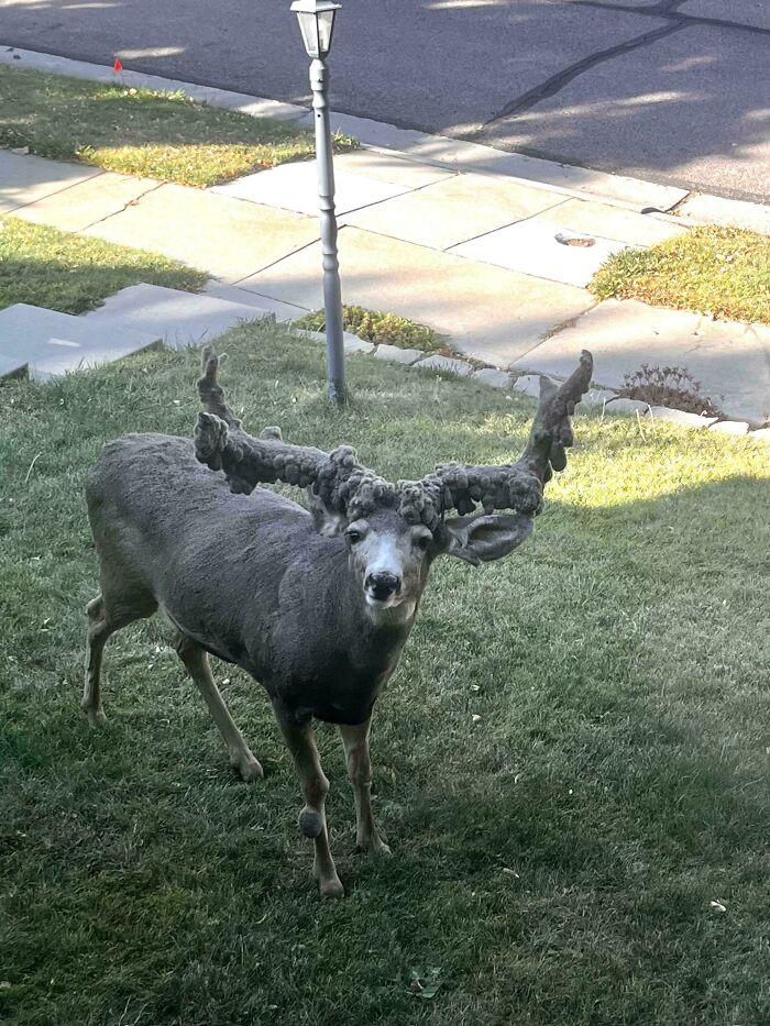 Mildly interesting sight of a deer with unique antlers standing on a lawn by the sidewalk.
