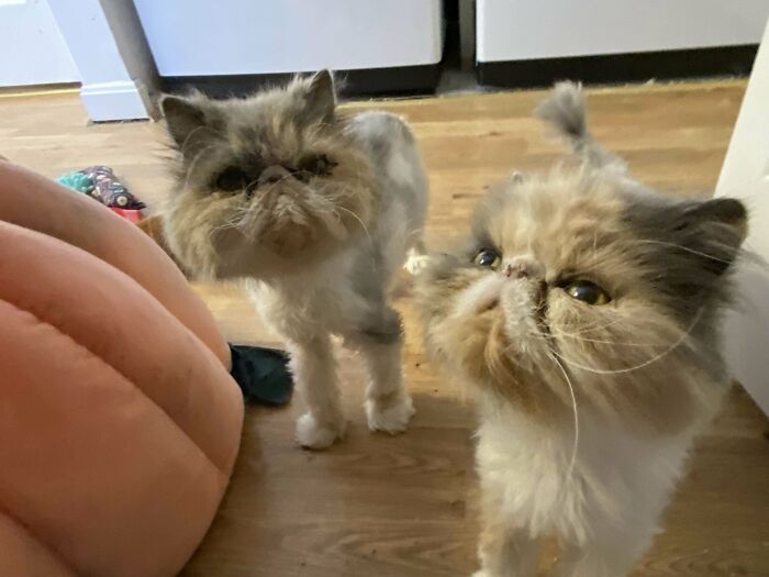 Adopted These 11 Year Old Twins From A Shelter