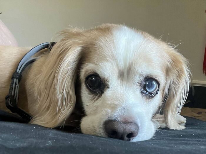 Buddy the Golden Retriever