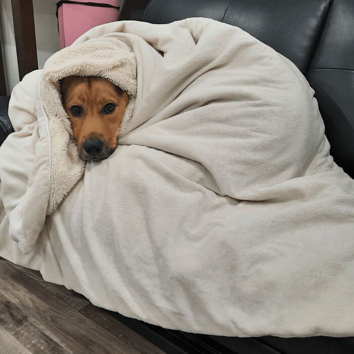 Derpy dog wrapped in a soft beige blanket on a black couch, looking cozy and adorably confused.