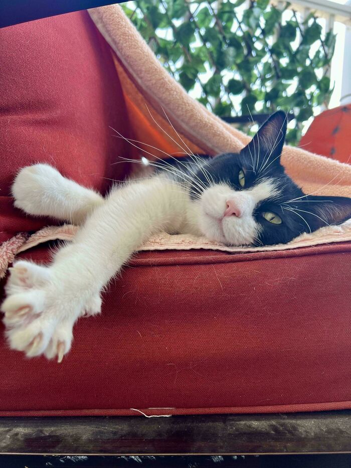 Black and white cat lounging, displaying sharp claws while resting on a red cushion.
