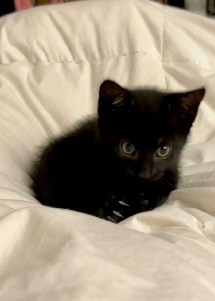 Black kitten with sharp claws nestled on a white blanket, looking adorable yet slightly scary.