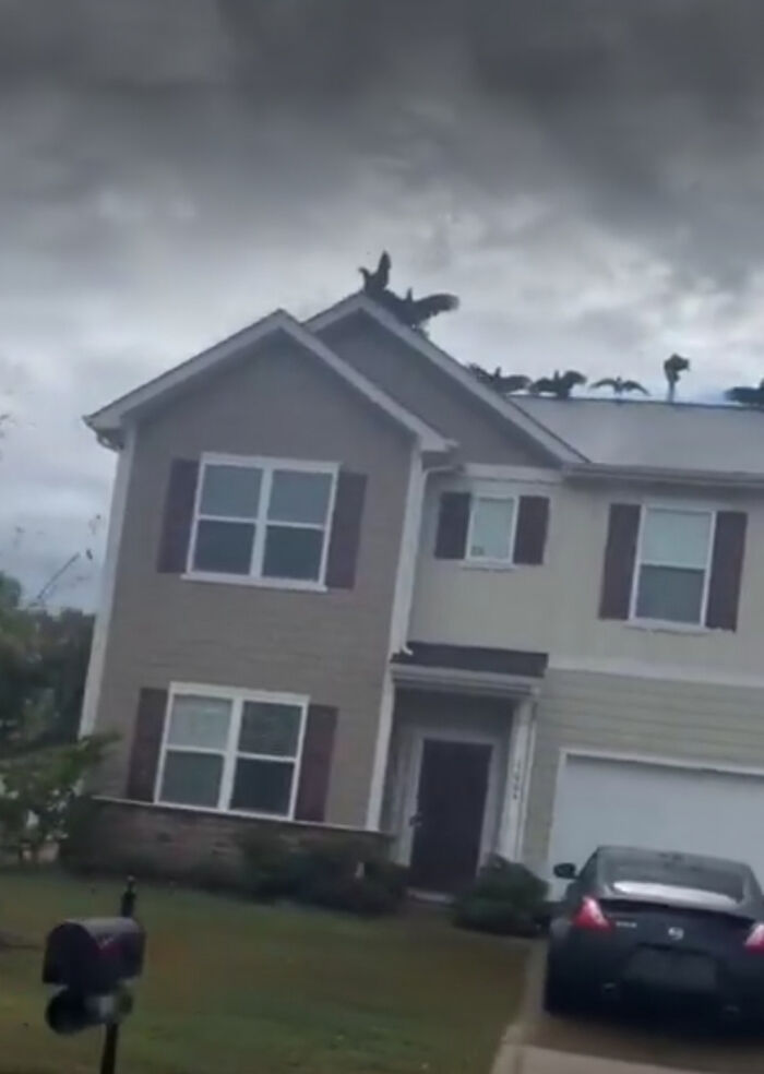 Birds perched on a house roof under a cloudy sky, exhibiting humorous behavior.