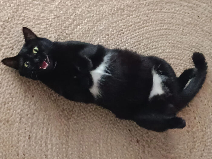 Black cat lying on a carpet, mouth open in a dramatic meow, showcasing feline drama.