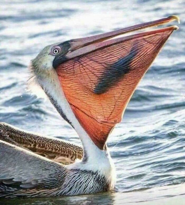 Pelican with an open beak, showcasing the intricate patterns and membranes inside, illustrating nature's beauty.