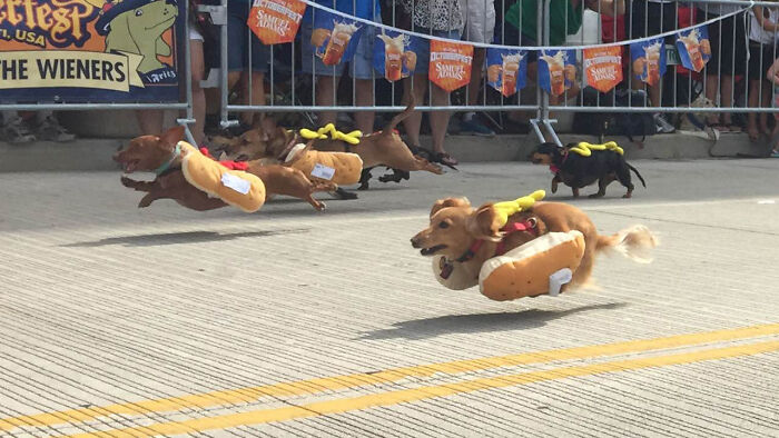 Sprinting Dachshunds Dressed As Hot Dogs