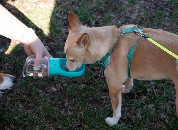 Paws-Itively Parched Pups, Rejoice! The Portable Dog Water Bottle Is Coming To The Rescue! 