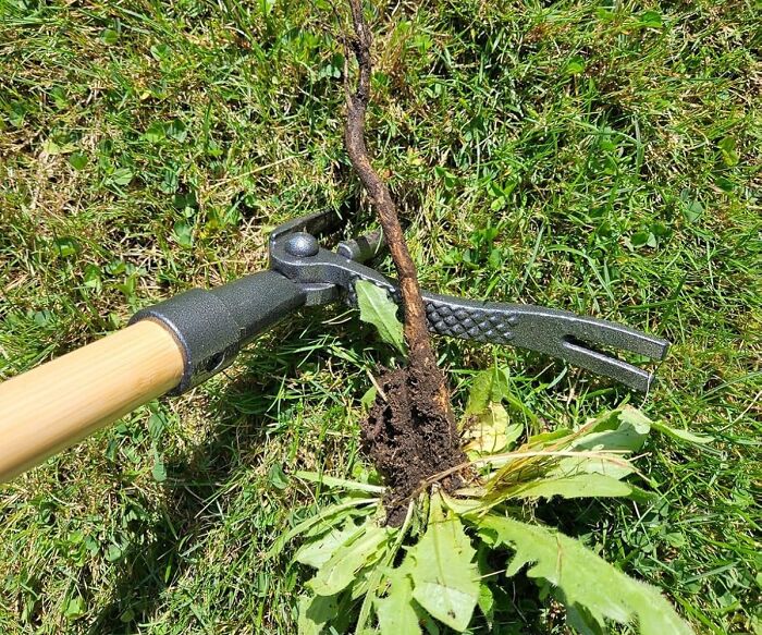 Weeding Just Got A Whole Lot Easier With Grampa's Weeder , The Trusty Tool That's Been Helping Gardeners Of All Ages Root Out Unwanted Guests For Generations
