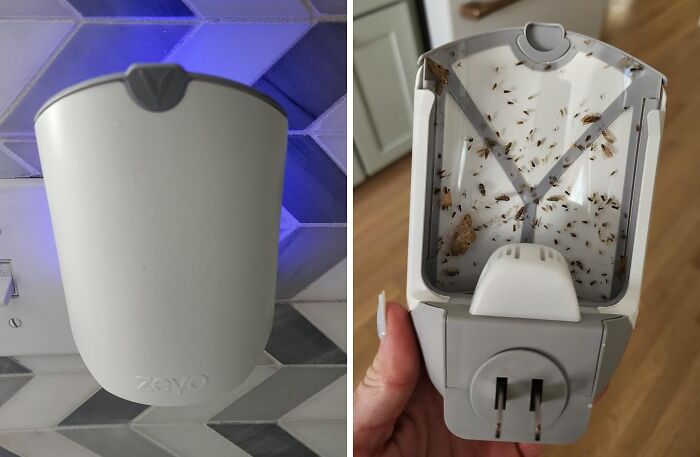 Bye-Bye, Buzzing Buddies! This Sneaky Indoor Flying Insect Trap Will Catch Those Pesky Flies And Mosquitoes Off Guard (And Out Of Your Hair)!
