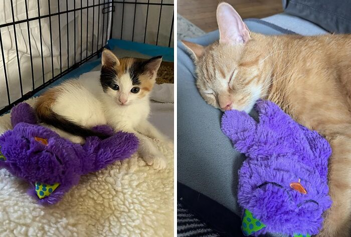 Kitty's New BFF Alert! The Purr Pillow Soothing Plush Cat Toy Is The Purr-Fect Cuddle Companion - Just Be Prepared For Snuggles, Snores, And Serious Cat Envy