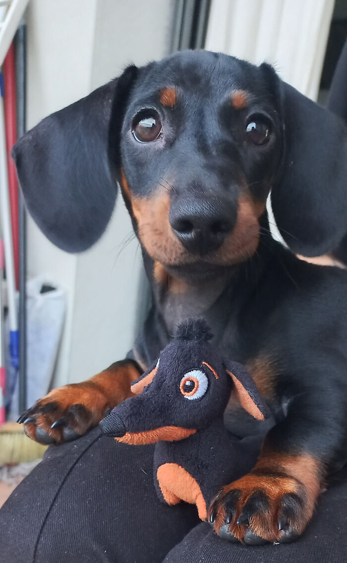 My Baby Dachshund With A Little Dachshund