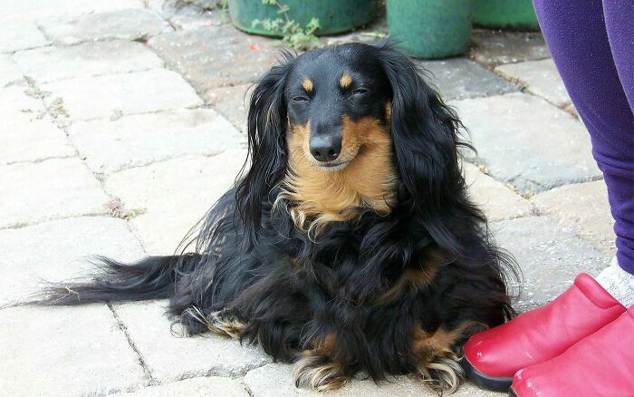 I Know There Are Four Little Dachshund Legs Under There Somewhere