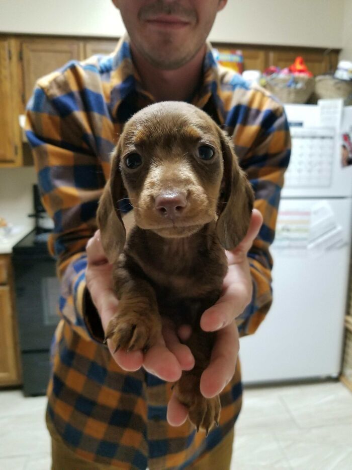 Meet Otto, The Chocolate Dachshund