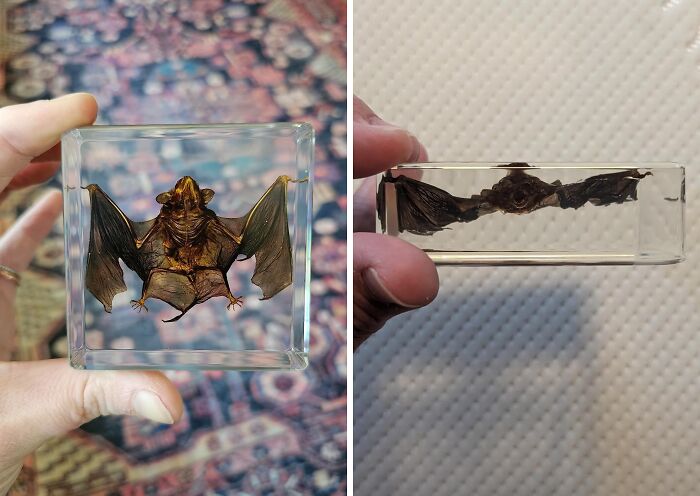 In The Dead Of Night, The Taxidermy Bat Stretches Its Wings, A Dark And Foreboding Sentinel Watching Over The Shadows, Its Glassy Eyes Glinting With A Malevolent Intensity