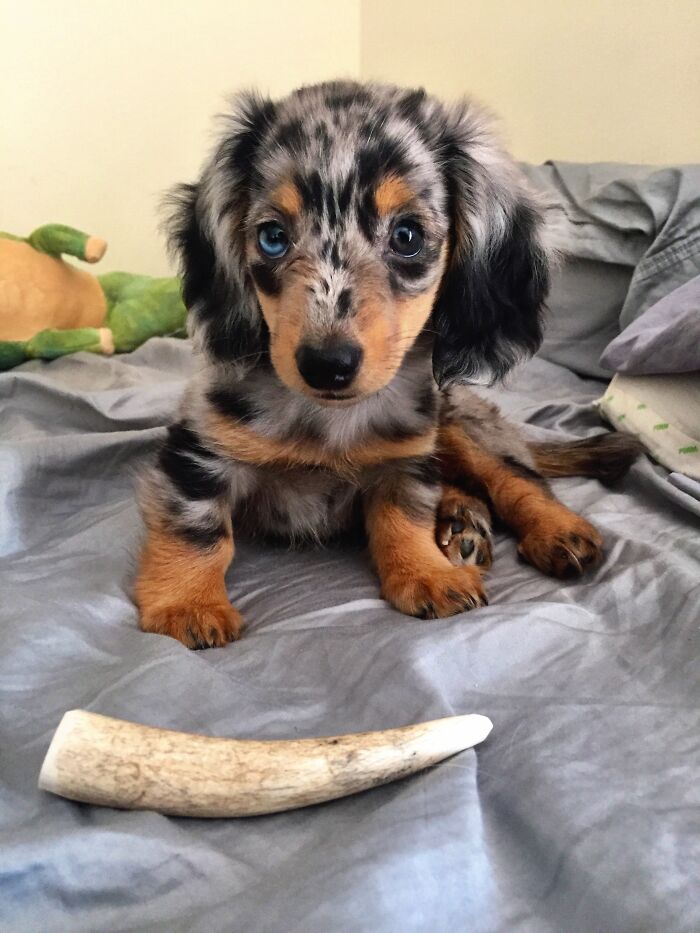 This Is Terra, And She Was Born On Earth Day. She's A Longhaired Dapple Miniature Dachshund 