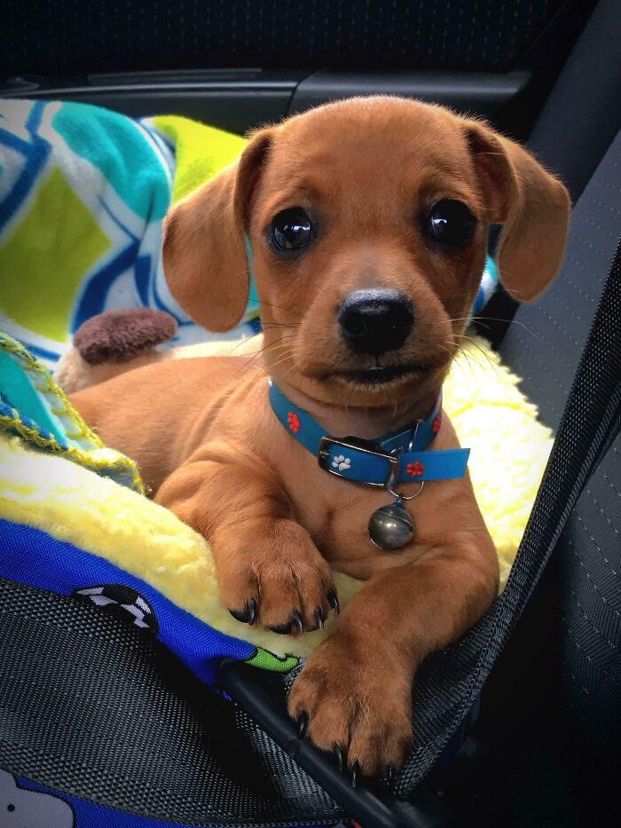 My Dachshund Puppy Looks Like A Stuffed Dog