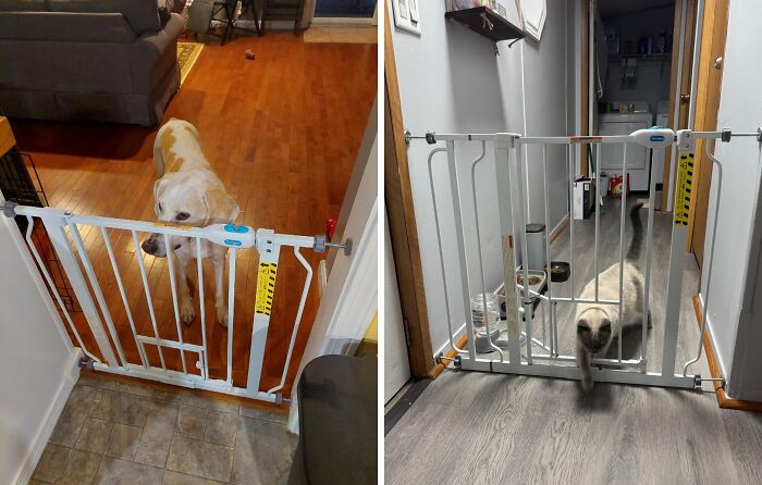 The Ultimate Pet Parenting Hack! This Extra Wide Walk Through Pet Gate With Small Pet Door Keeps Human Babies Contained While Fur Babies Can Come And Go