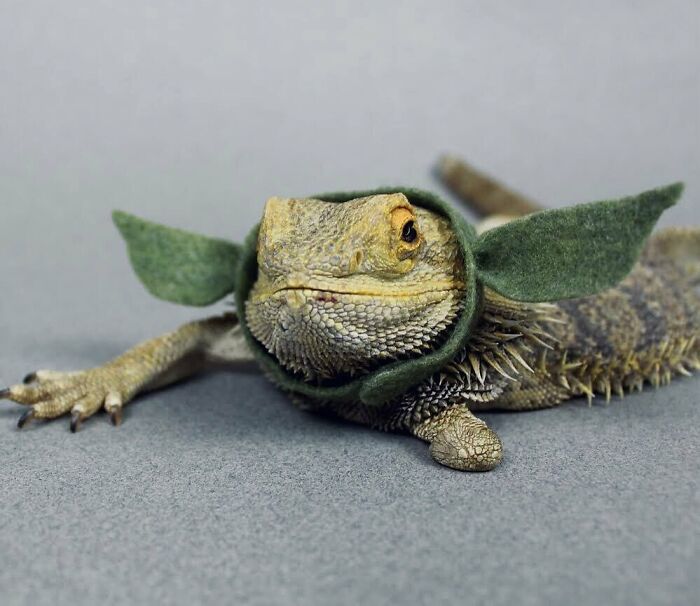 Bearded Dragon Costume