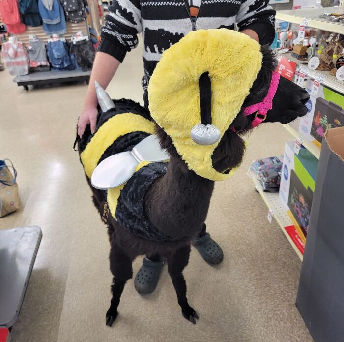 I Took My Alpaca To The Pet Store For A Costume. We're Halloween-Ready Now