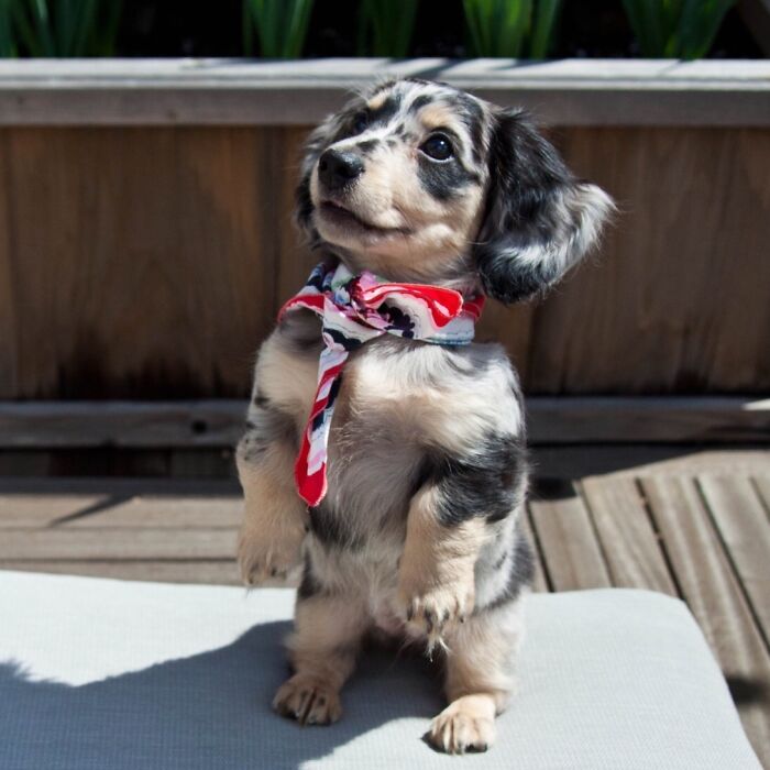My Dachshund Puppy Feeling Confident In Her Scarf And Fur Coat