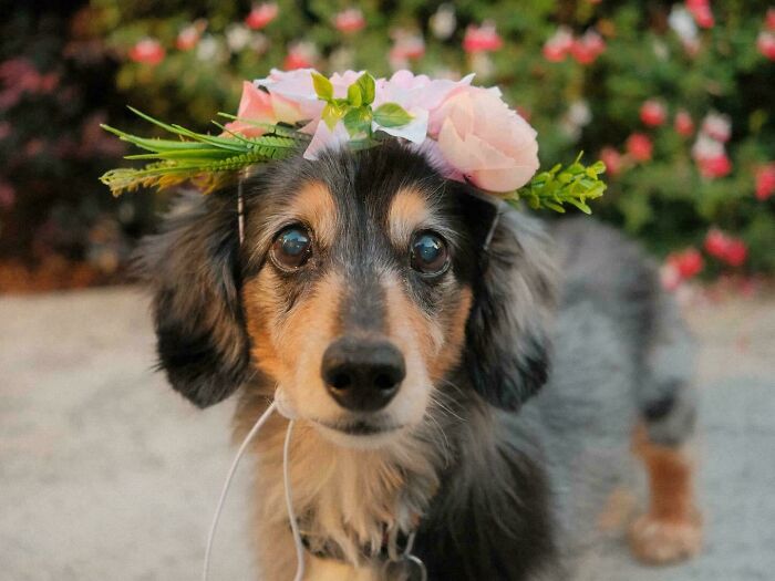My Dachshund Turned 15 Today, So Here She Is In Her Quinceañera Flower Crown