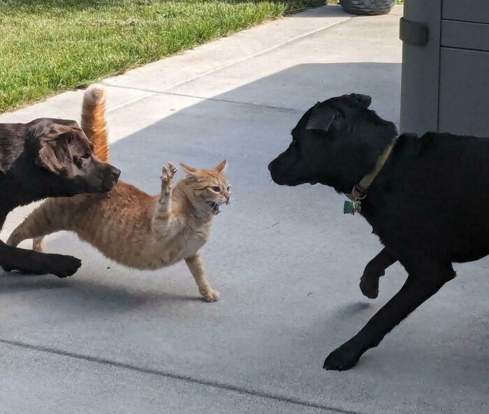 He Doesn’t Like It When The Neighbors Dog Visits