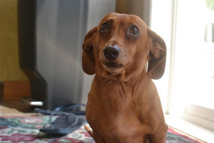 People Say My Wiener Dog Looks Like Dobby