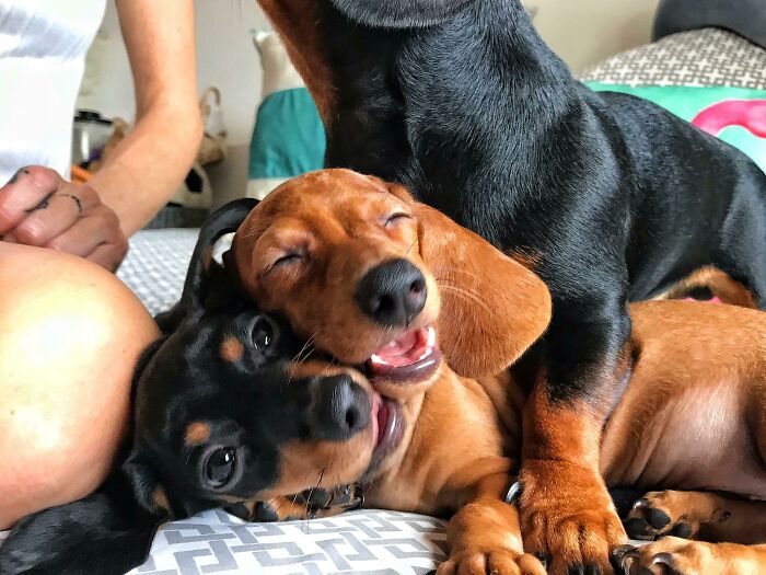 Just Brought These Two Home Yesterday. Say Hello To Our New Mini Doxies. I Think They Are Happy To Be Here