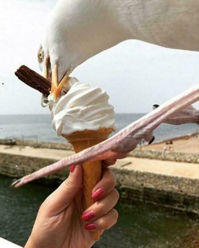 Bird stealing ice cream from a person's hand by the seaside.