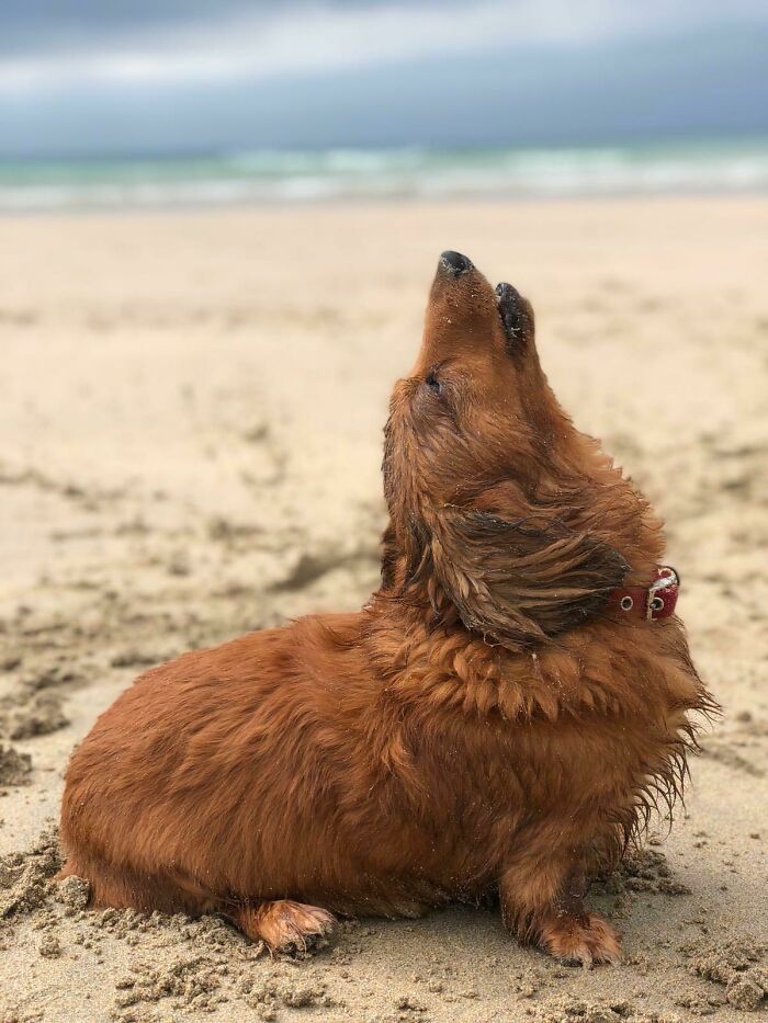 Sausage Dog Doing What A Sausage Does Best