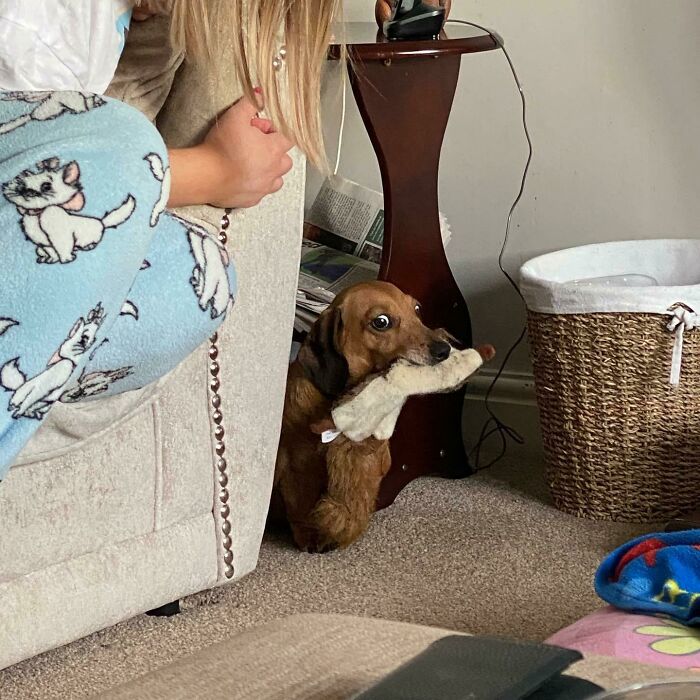 My Dachshund Buries New Toys In Mud, Then Brings Them Into House Once Found. This Is My Sister Negotiating For The Toy Back So We Can Clean It