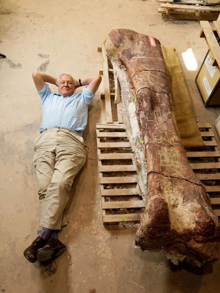 Sir David Attenborough es fotografiado en Argentina con un colosal hueso del muslo de un titanosaurio, uno de los dinosaurios más grandes que jamás haya pisado la Tierra.