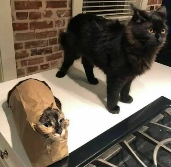 Two cats on kitchen counter, one inside a paper bag, showing random photos you may not know where to begin processing.