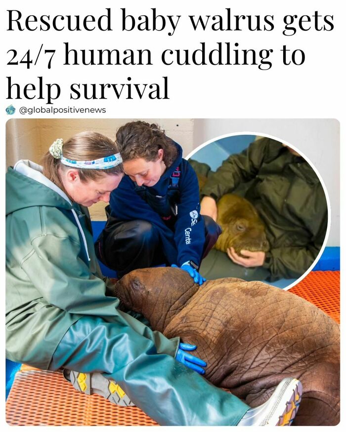 Two people in protective gear cuddling a baby walrus, showcasing faith in humanity through animal care.