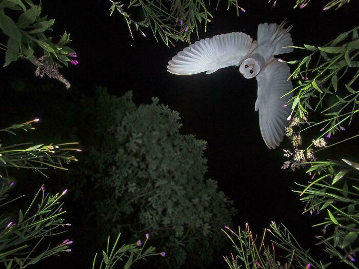 Lechuza volando de noche entre plantas, naturaleza sorprendente.