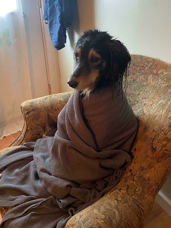 Wet dog wrapped in a blanket sitting on a vintage armchair with a derpy and funny expression indoors