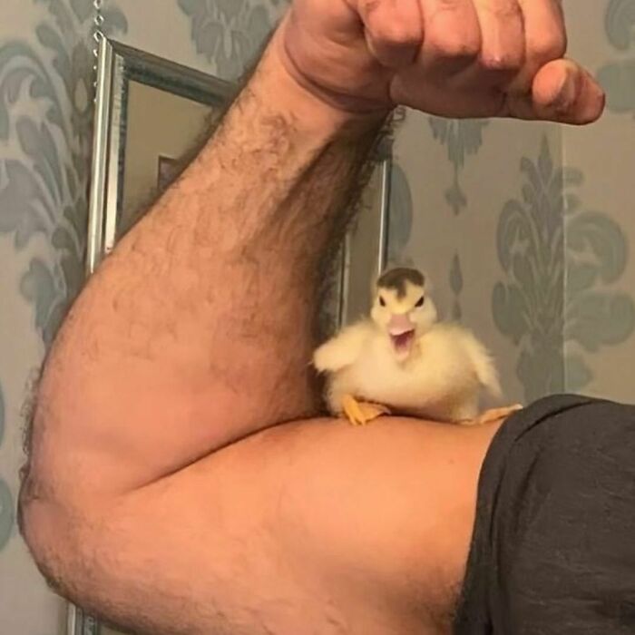 A small duckling sitting on a flexed muscular arm indoors, blending random photos and processing ideas.