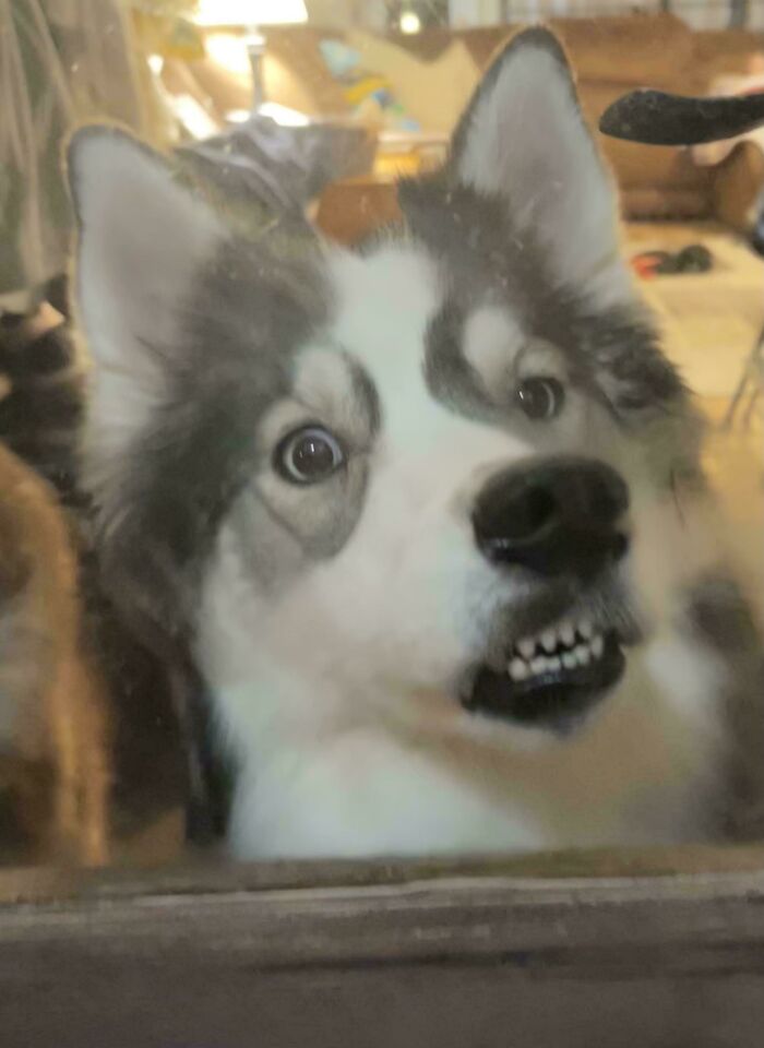 Close-up of a derpy dog making a funny face with teeth showing, capturing hilarious dog expressions to brighten your day.