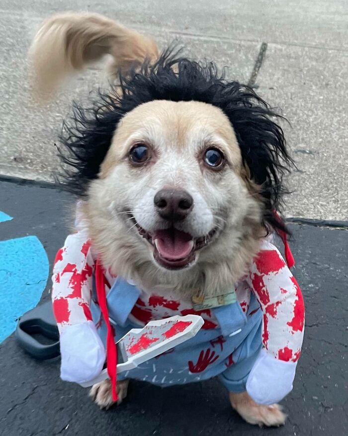 Brownie, AKA Chucky Dog, Says Happy Halloween
